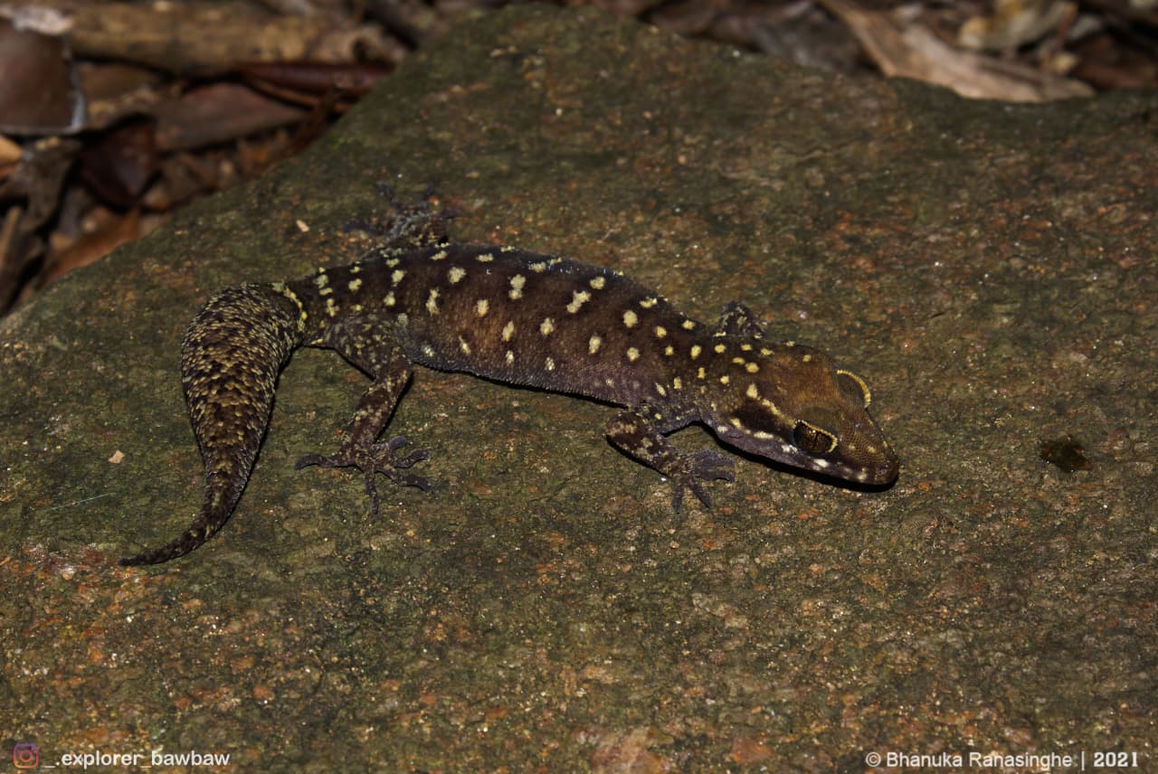 Congress Excursion to the Knuckles: The Herping Tour - Species 3